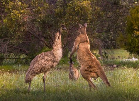 PsBattle: A kangaroo vs Emu showdown : r/photoshopbattles