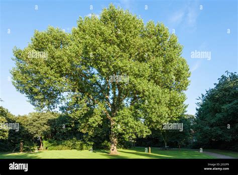 Populus X Canadensis Fotos E Imágenes De Stock Alamy