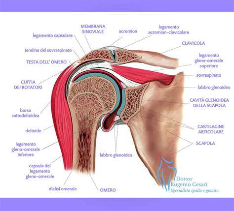 Protesi Di Spalla L Intervento Dott Eugenio Cesari