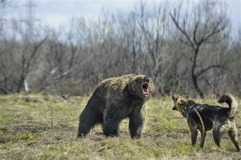 How to Train Your Dog to Hunt Bear | Wag!