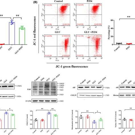 Parp‐1 Inhibitor Pj34 Ameliorates Glutamate‐induced Parthanatos In Ht22