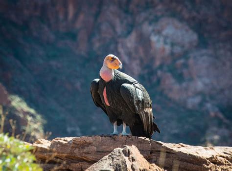 23 Fascinating & Fun California Condor Facts You Never Knew - Optics Mag