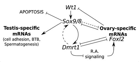Model For The Regulation Of Mammalian Sex Maintenance Positive