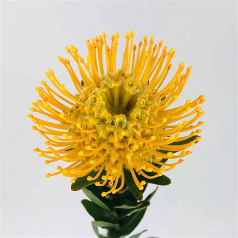 Protea Pincushion - Yellow - Wholesale Bulk Flowers - Cascade Floral