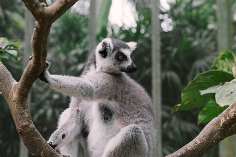 Photo Of A Lemur Eating · Free Stock Photo