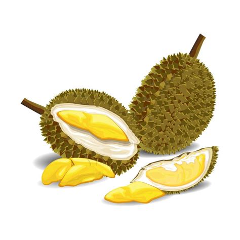 Durian fruit illustration vector image 3111579 Vector Art at Vecteezy