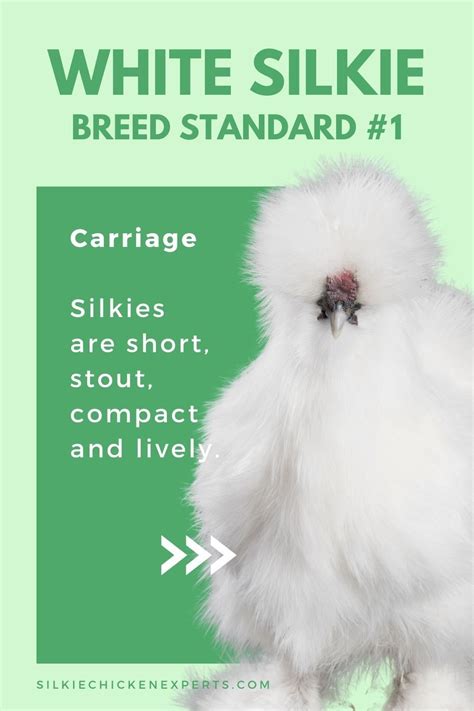 A Complete Guide To Silkie Chicken Colors Breeding Chart Sexing