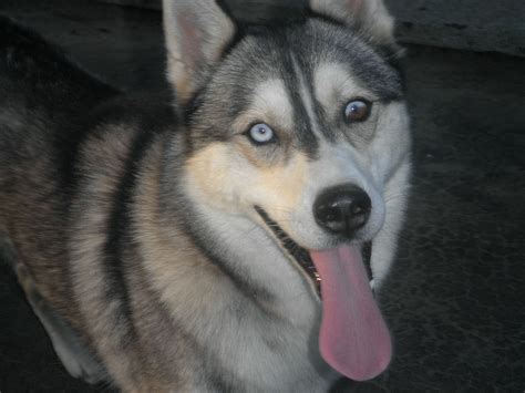 My Siberian Husky Demon Husky Dog Breeds Siberian Husky