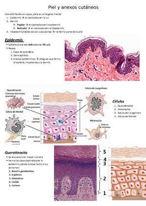 Histolog A Resumen Histo Generalidades Tejido Agrupaci N De