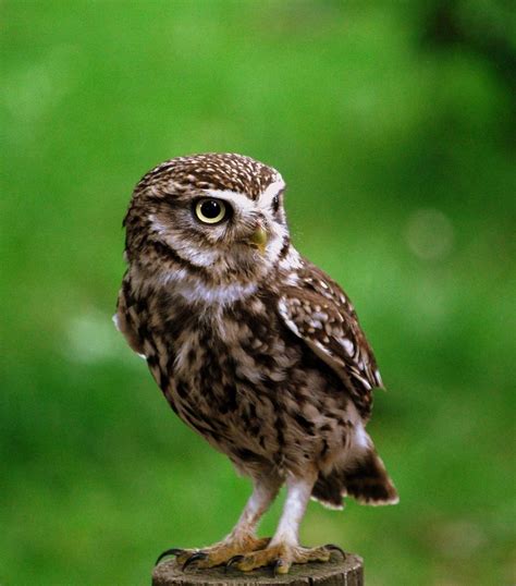 Little Owl Species