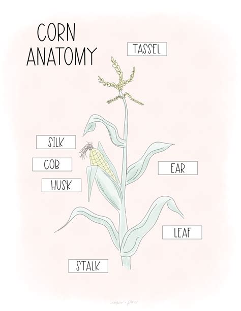 Corn Anatomy Free Printable Worksheet And Coloring Page Ember Pine