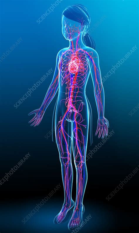 Human Cardiovascular System Illustration Stock Image F