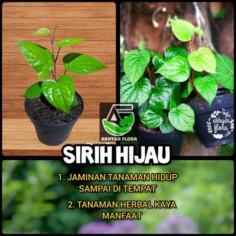 Bibit Tanaman Herbal Sirih Hijau Tanaman Daun Sirih Hijau Pohon Sirih