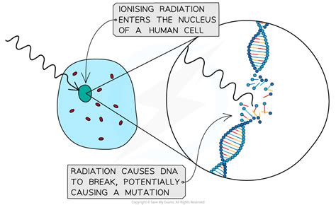 Ib Dp Biology Hl Mutations Disease