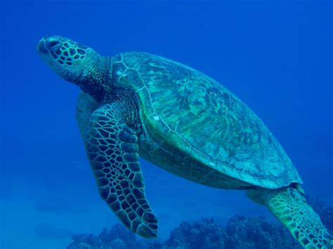 Hawaii Green Sea Turtles, Hawaii Scuba Diving Site