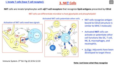 9. Innate lymphoid cells and innate T cells Flashcards | Quizlet