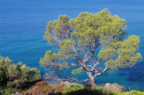 Images Gratuites Mer Arbre La Nature Roche Branche Plante Ciel