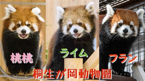 2308 桐生が岡動物園 レッサーパンダ の 桃桃（タオタオ） ライム フラン Youtube