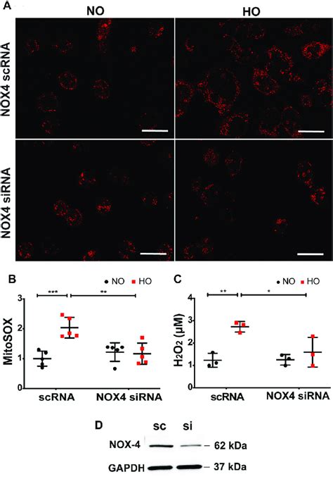 Silencing Nox Reduces Ho Induced Increase In Mt Ros Production And