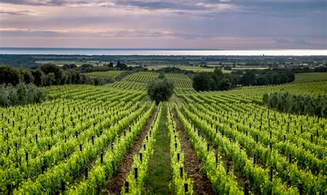 guide  bolgheri  tuscany region winetourismcom