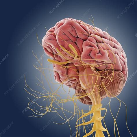 Central Nervous System Artwork Stock Image C013 1555 Science