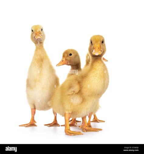 Group Of Ten Day Old Peking Duck Chicks Standing Facing Front Looking