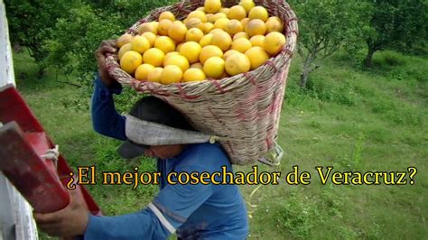 Así se COSECHA la Naranja en el Norte de Veracruz México YouTube