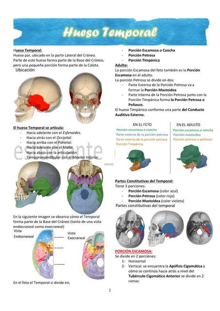 Hueso Temporal Estudiante De Odonto Udocz