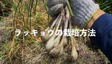 ラッキョウの育て方と栽培のコツ やまむファーム