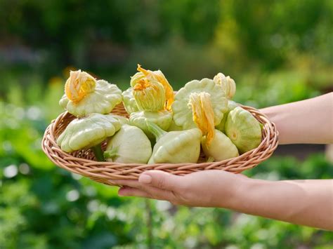 Pattypan Squash How To Grow And Cook P Tisson