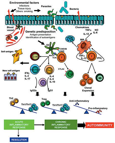 The Time Course Of The Inflammatory Response Once The Immune System Is