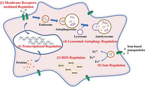 Modulation Of Macrophage Polarization By Iron Based Nanoparticles