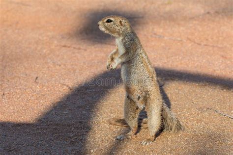 Cape Ground Squirrel On Savannah Solitaire Namibia South Africa