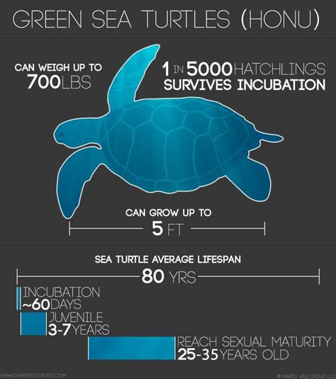 How Much Does A Loggerhead Sea Turtle Weigh