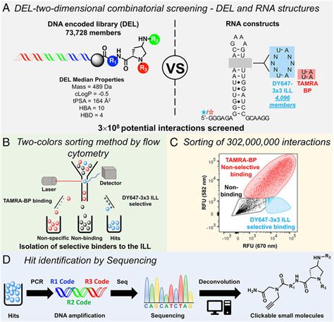 Identification Of Rna Binding Ligands Using A Del And Dcs A