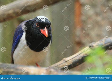 Red-billed blue magpie stock photo. Image of urocissa - 118097954