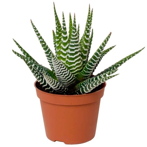 Haworthia Big Band Zebra Plant Houseplant Free Uk Delivery Over £50