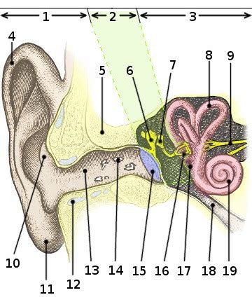 Free Anatomy Quiz - The anatomy of the Ear - Quiz 2