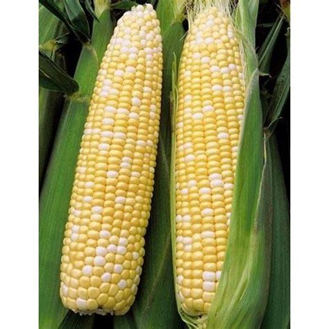 CAMERON JAGUNG MUTIARA PEARL CORN 3 PCS GRADE AA Shopee Malaysia