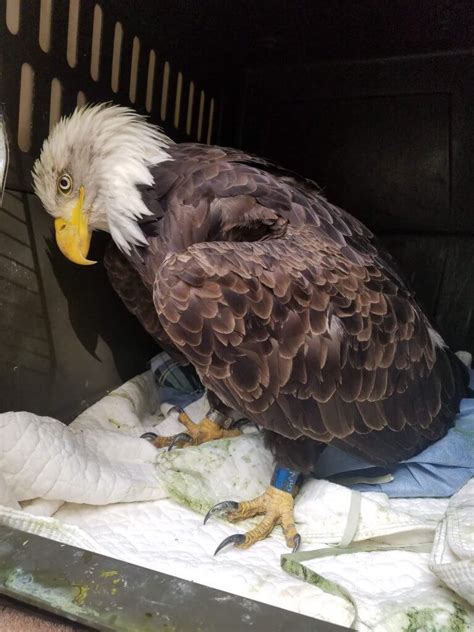 Lead Poisoning And Eagles Tamarack Wildlife Center