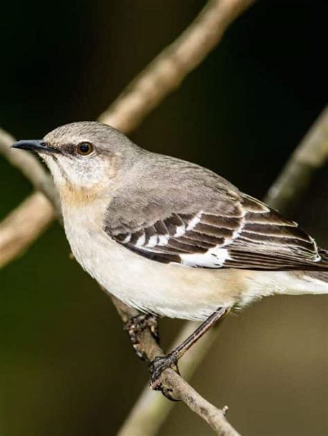 Top 10 Texas Backyard Birds Native Backyards