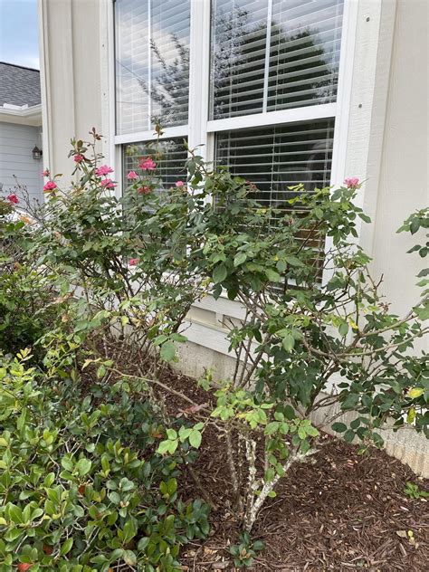 Help with (Knockout?) Rose pruning : r/gardening