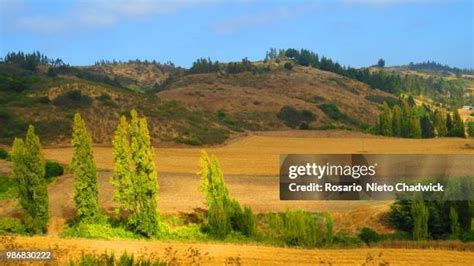 12 Maiten Stock Photos, High-Res Pictures, and Images - Getty Images