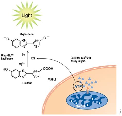 The CellTiter-Glo® 2.0 Assay determines the number of viable cells in culture by quantifying ATP ...