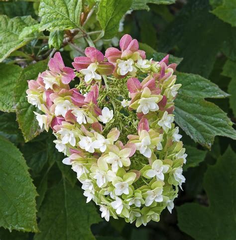 Oakleaf Hydrangea Care And Varieties To Grow Gardeninbloom