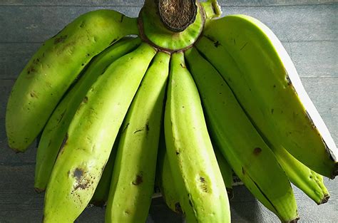 pisang ambon lumut manfaat tips pilih   budidaya