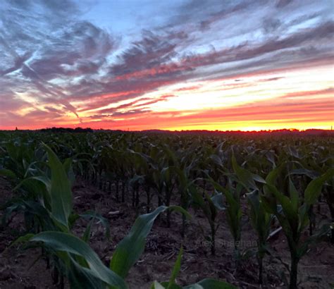 Cornfield In Pa