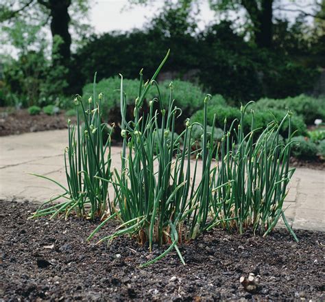 Tree Onion Allium Cepa Proliferum By Science Photo Library