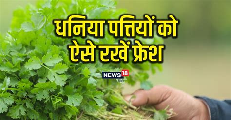 गर्मियों में धनिया पत्‍ती को हफ्तेभर ताजा रखना है फॉलो करें 4 टिप्स