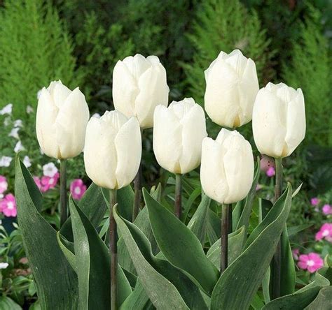 Plantogallery Flower Bulbs Tulip White Prince Flower Bulbs For Winter